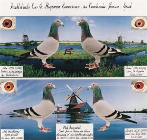 4 Rechtstreekse Koopman duiven Uitgeleend aan Karin en Jan den Haan. Heb ze later geschonken
