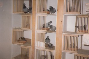 Kweekhok 1986